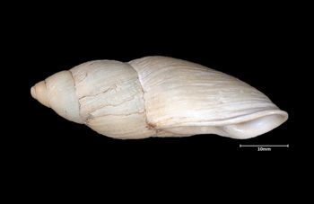 Media type: image;   Malacology 26073 Aspect: lateral